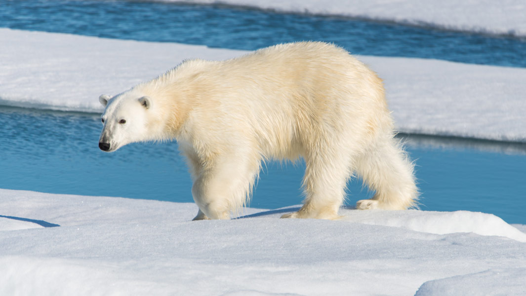 polar-bear-on-ice-header
