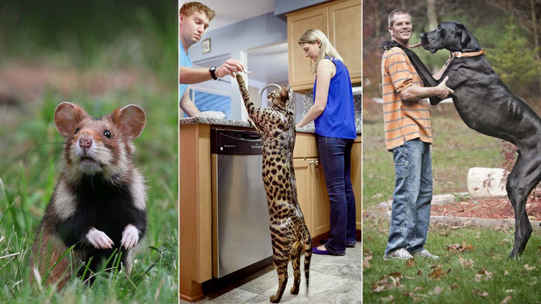 Tallest hamster, tallest cat, tallest dog