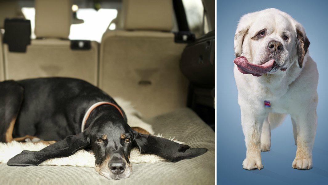 dog-bodies-header