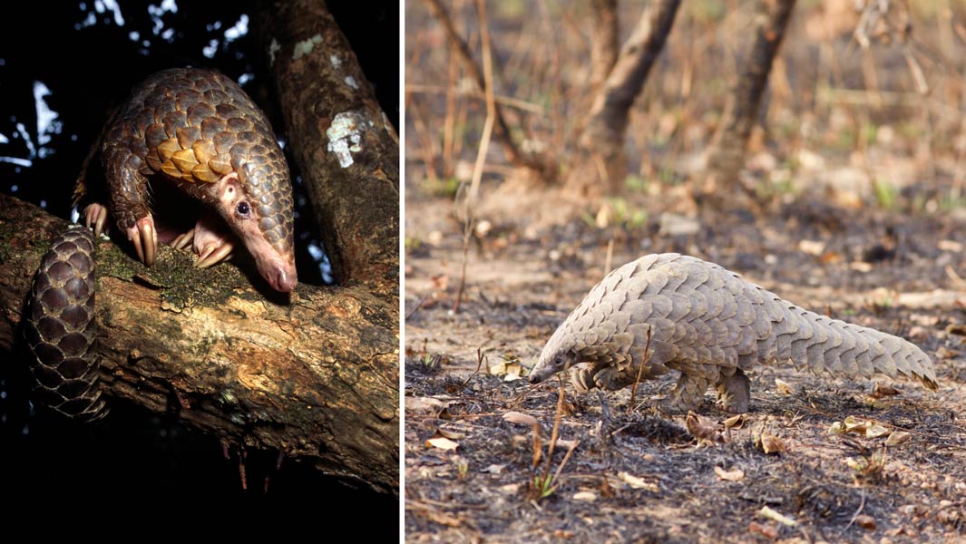 pangolin-header
