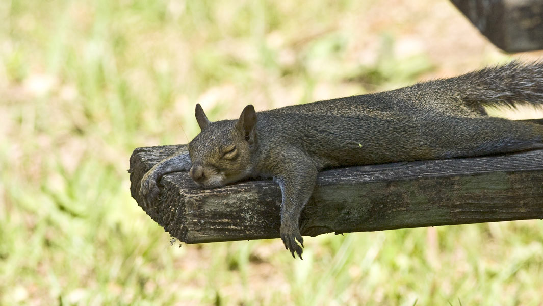 squirrel-header
