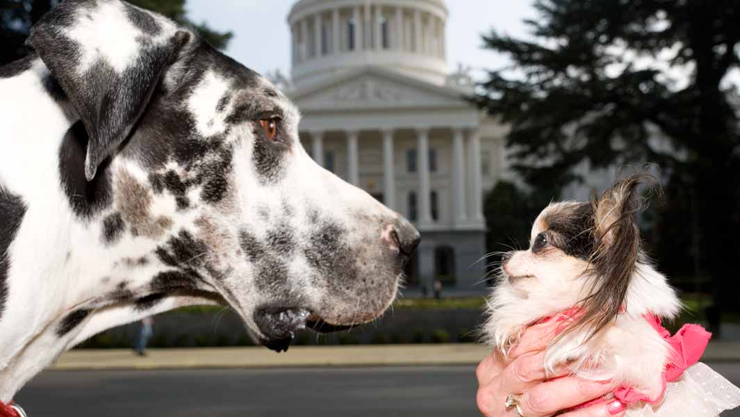 Biggest and smallest dogs in the world