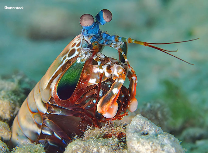 The mantis shrimp packs the most powerful punch in the animal kingdom