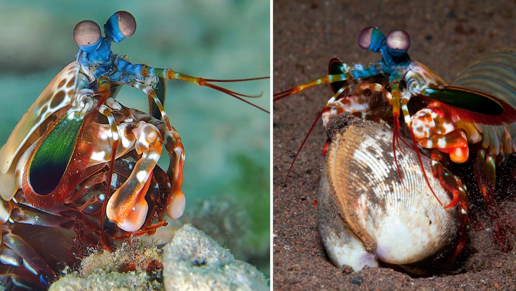 mantis-shrimp-header