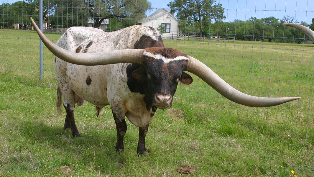 longest-horn-spread-on-a-bull-standing-in-pasture