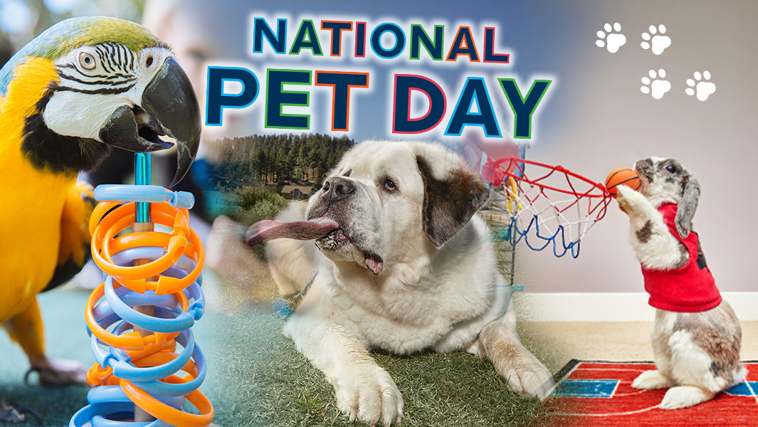 National Pet Day Main