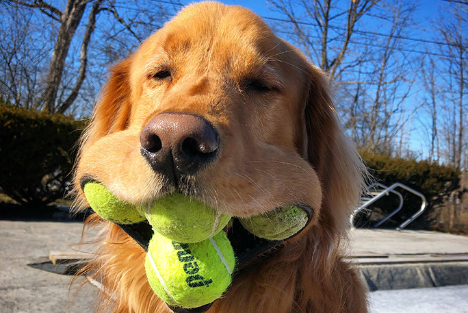 Most tennis balls held in the mouth by a dog2