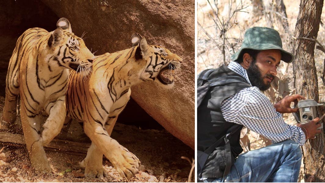 compilation-tigers-in-India-man-sets-up-camera-trap-for-record-breaking-wildlife-survey