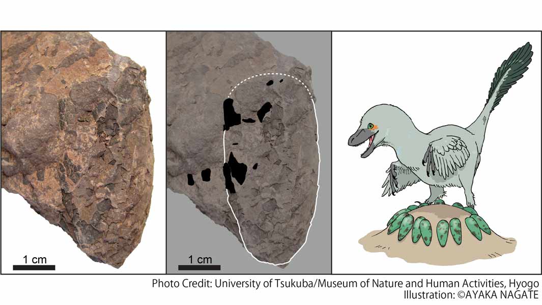 Smallest-dinosaur-egg-fossil-and-illustration