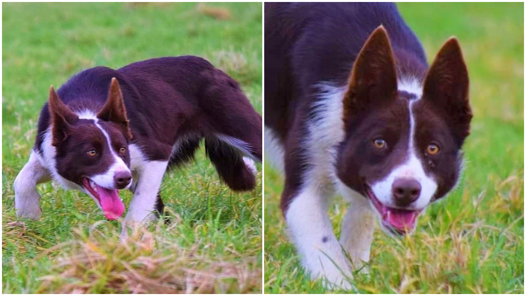 Record for the world's most expensive sheepdog confirmed