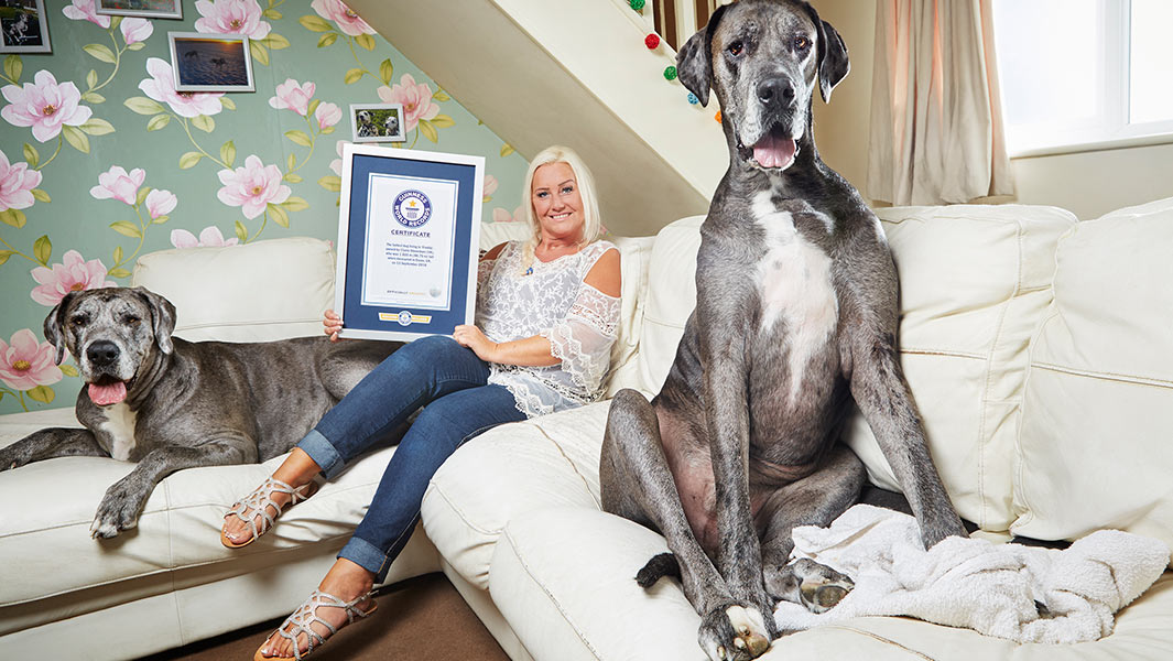 Tallest dog Freddy header image