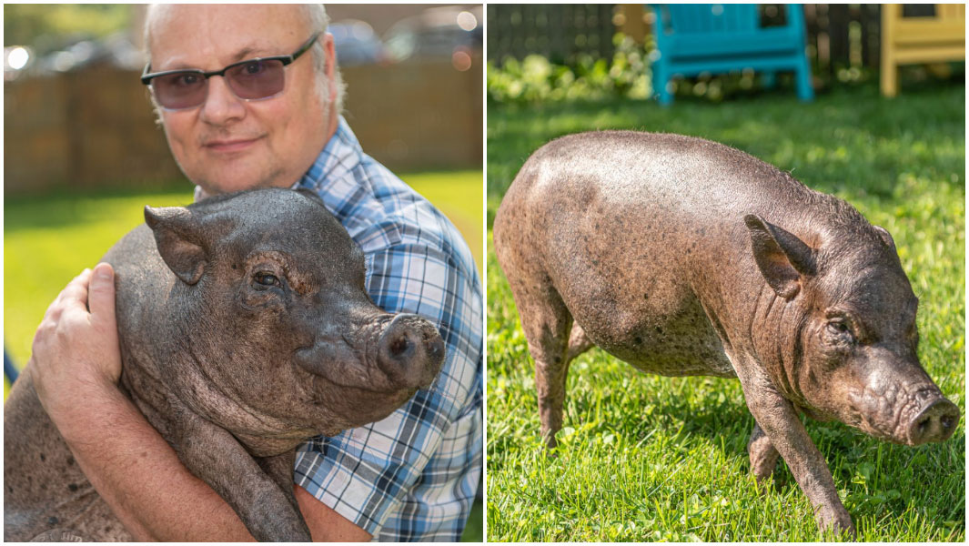 oldest pig in captivity ever split image of patrick holding babyjane and her walking on grass