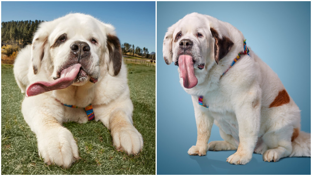 split image of Mochi the dog with the longest tongue