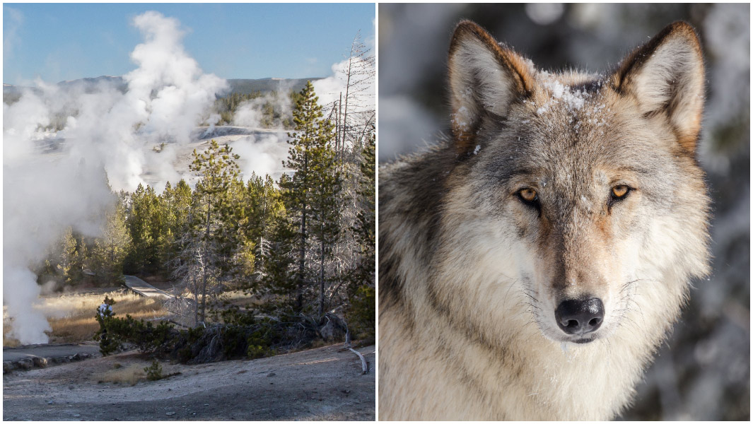 yellowstone national park split image geysers and wolf