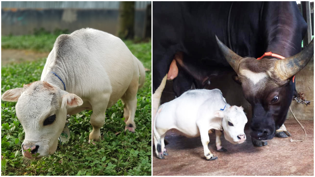 shortest cow ever split image
