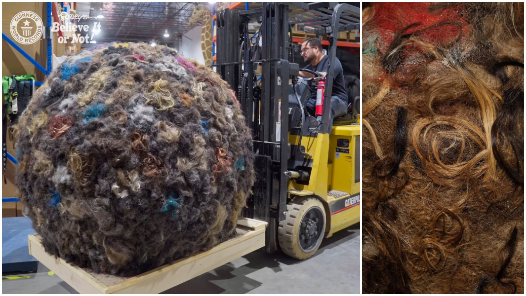 split image of hoss the hairball