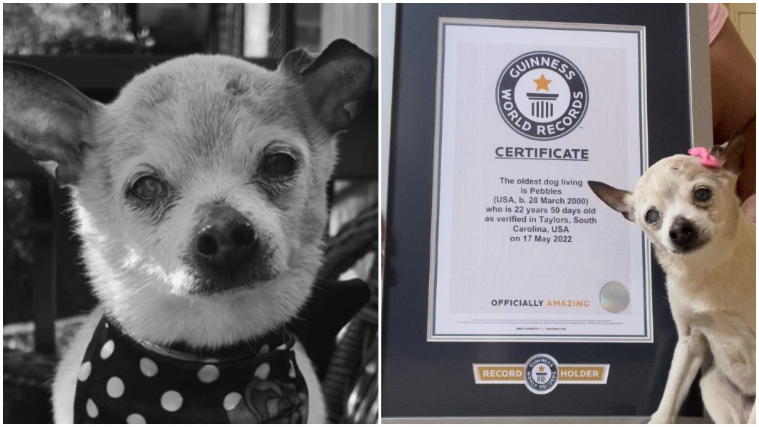 split black and white image of pebbles wearing a bandana and pebbles posing with her gwr certificate