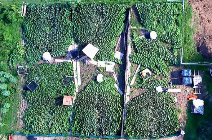 aerial view of Derek's garden