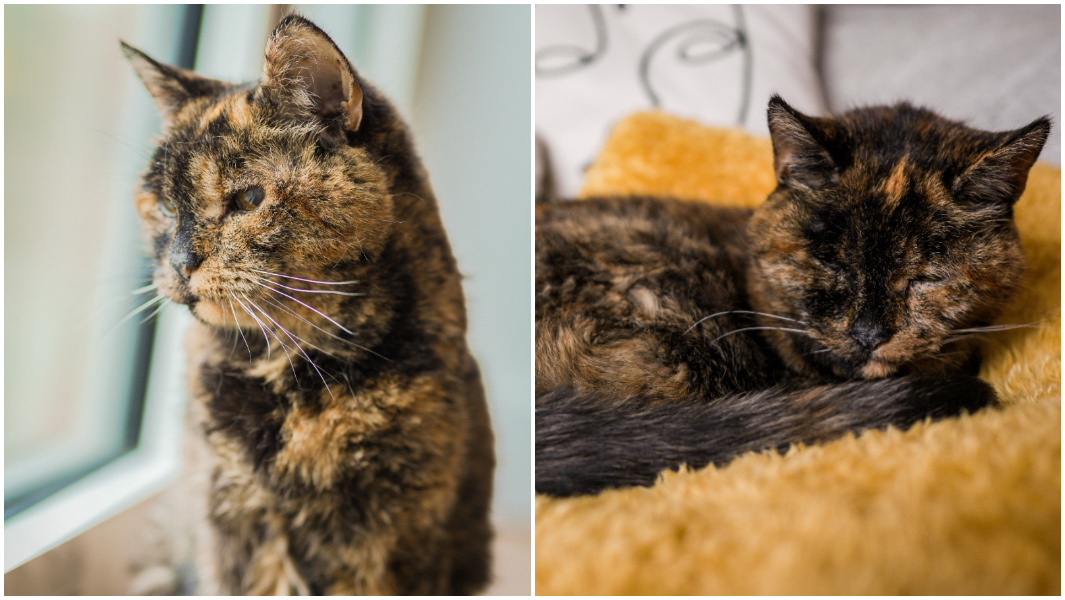 flossie-looking-out-and-sleeping-726888