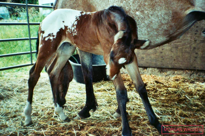endo-the-blind-as-a-foal.jpg