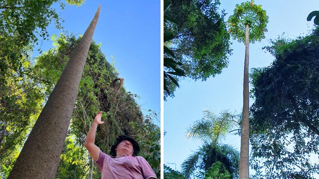 split image of tallest papaya tree