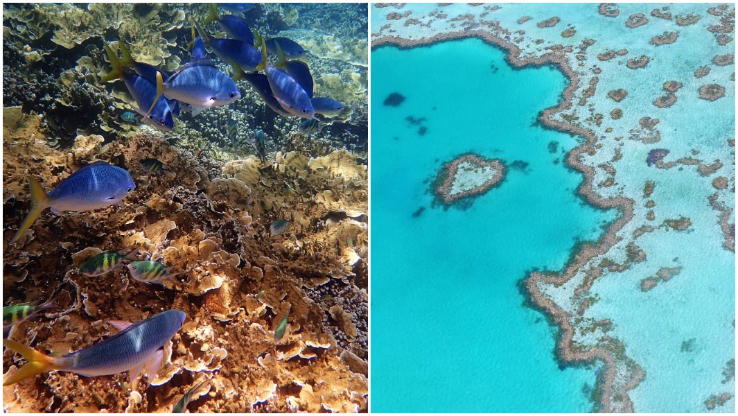 Great Barrier Reef split image