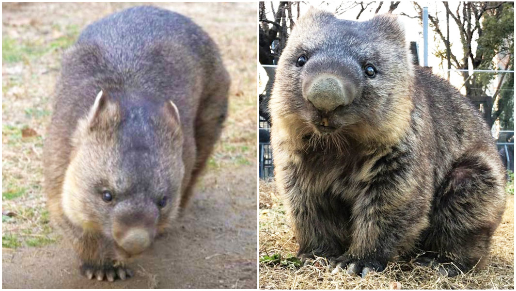 split image oldest wombat