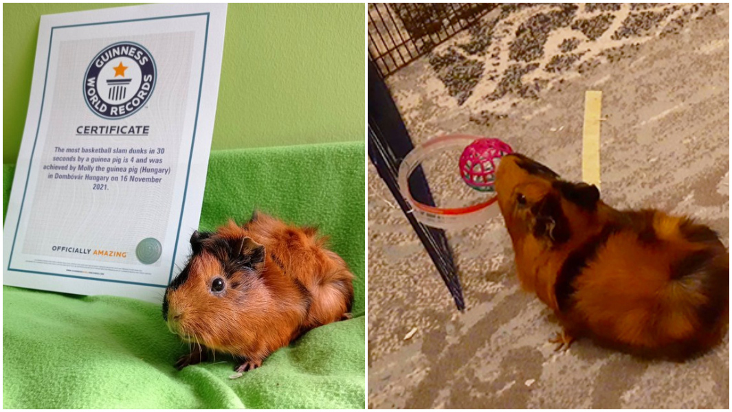 Adorable Guinea pig breaks slam dunk basketball record Guinness World