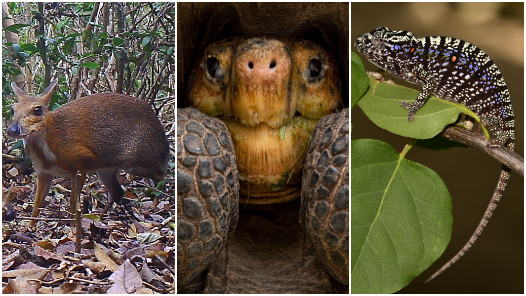 lost species split image