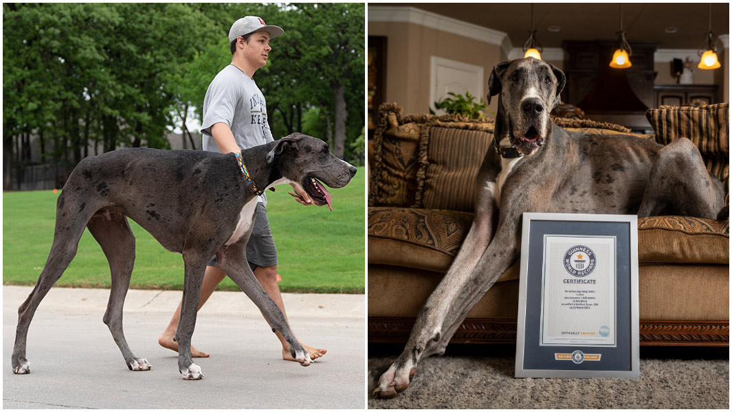 Tallest Dog In The World Meet Zeus The Tallest Dog In The World