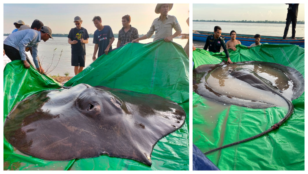 largest-freshwater-fish-specimen-header