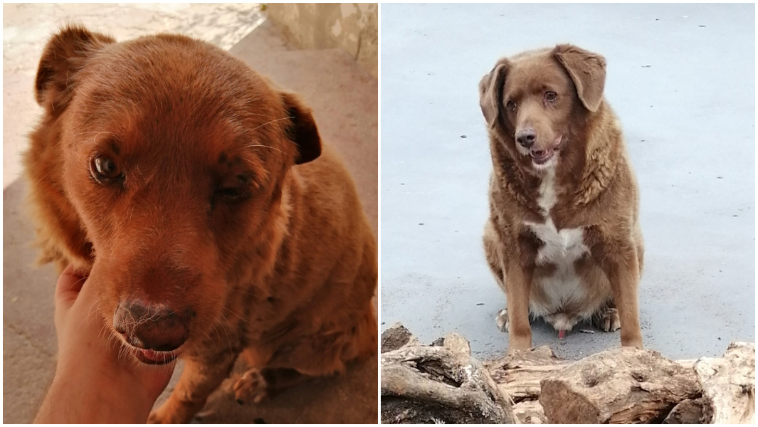 split image of bobi the oldest dog ever