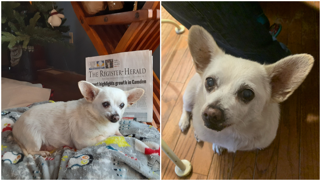 split-image-of-spike-laying-by-a-newspaper-and-spike-looking-up-at-the-camera.jpg