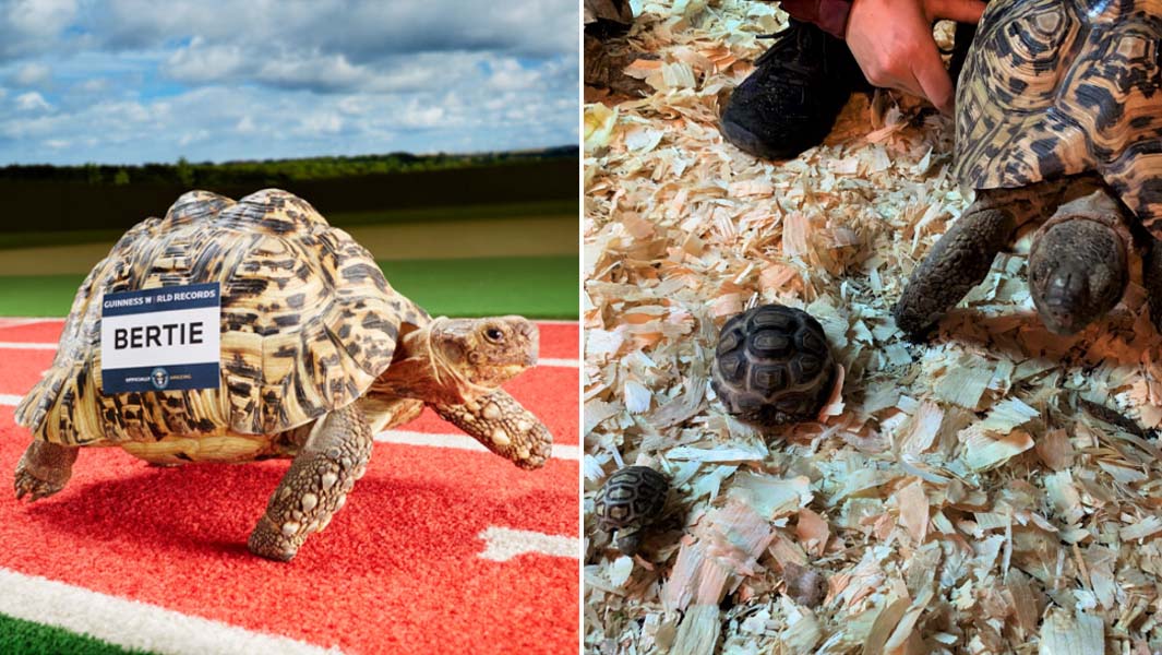 fastest tortoise bertie split image