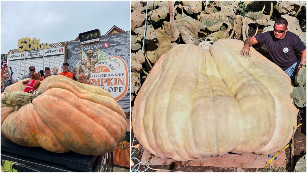 heaviest-pumpkin-header-two-pic