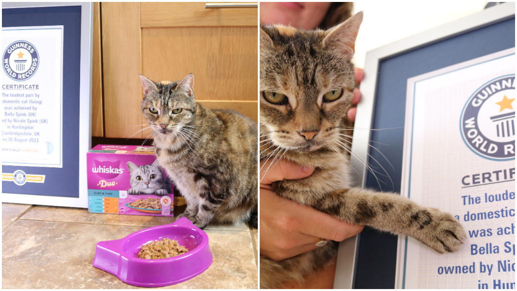 split image cat with certificate and whiskas food