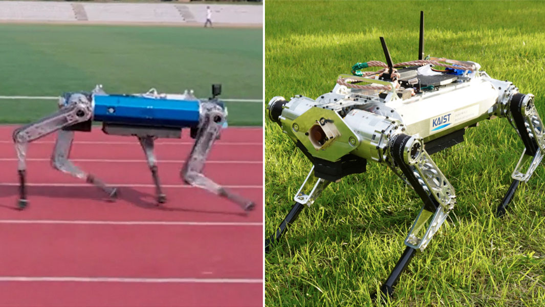 split-image-of-hound-762263