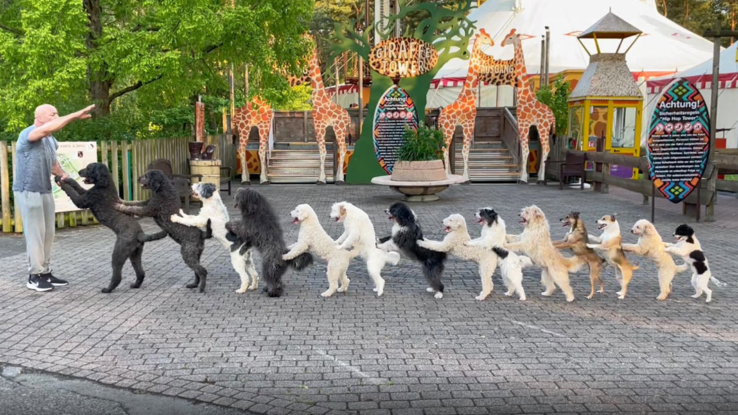 14 dogs lined up in a conga line