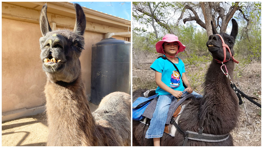 Dalai with Sami split image