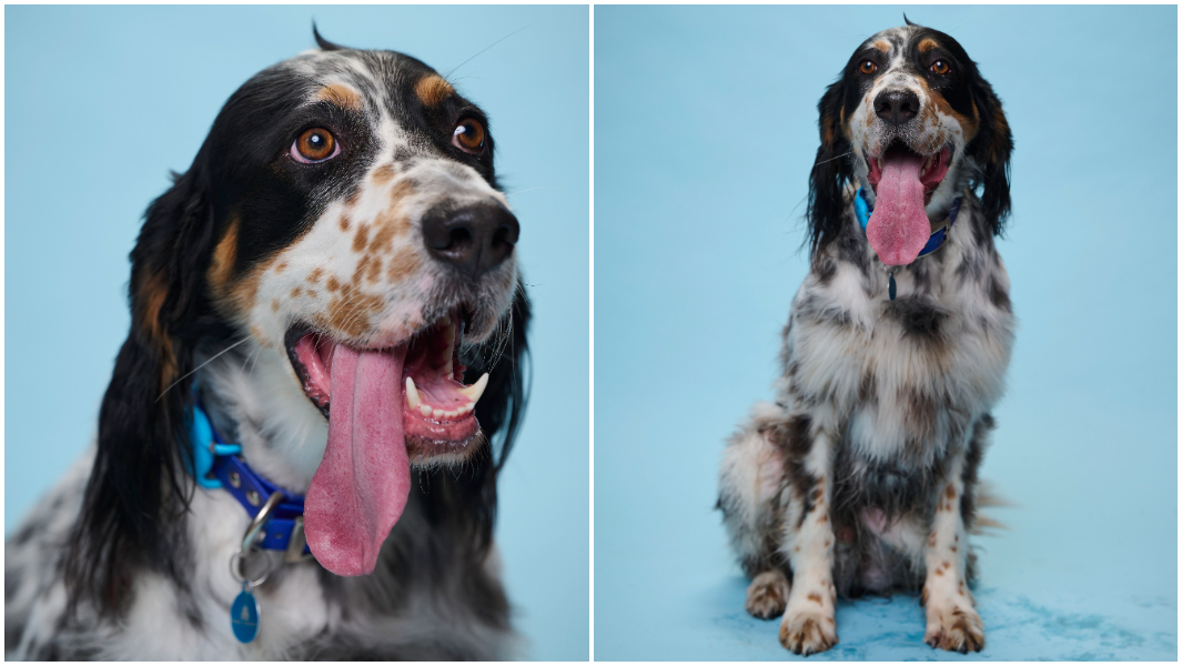 split-image-of-close-up-of-bisbees-tongue-and-full-photo-of-bisbee-with-his-tongue-hanging-out.jpg
