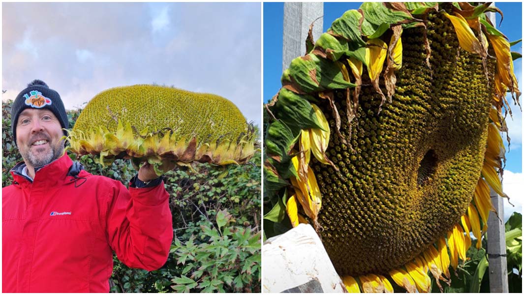 split image of heaviest sunflower head