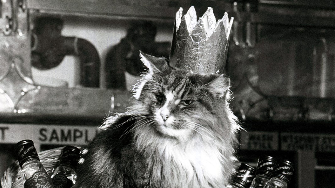 towser-the-mouser-wearing-a-crown-741478