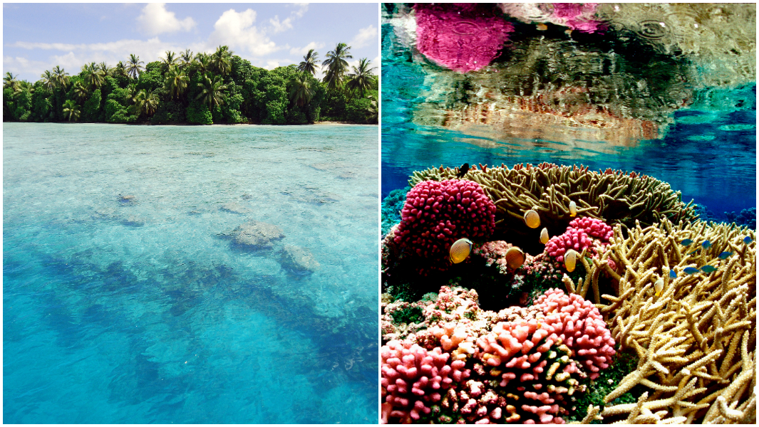 split-image-of-palmyra-island-and-coral.jpg
