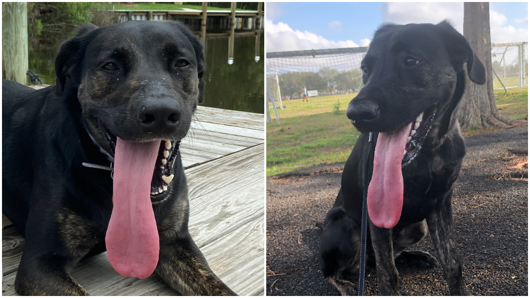 split-image-of-zoey-laying-down-with-her-tongue-sticking-out-and-zoey-sitting.jpg