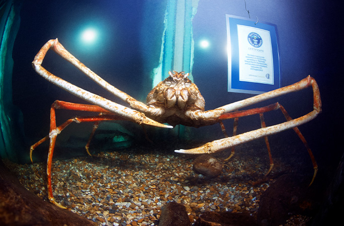 10-foot crab called Big Daddy was the widest crustacean ever found