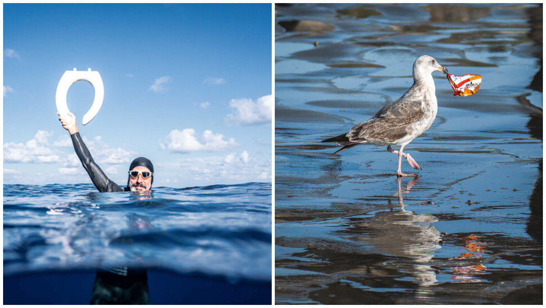 GPGP and seagull split image