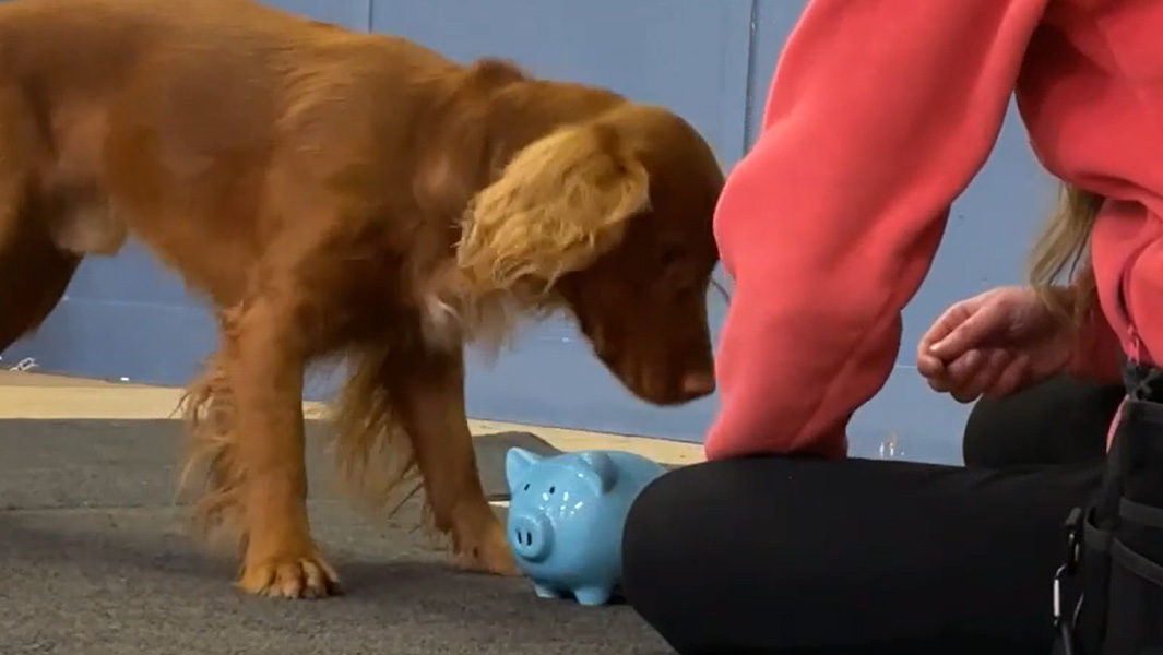 Leo depositing coins in piggy bank