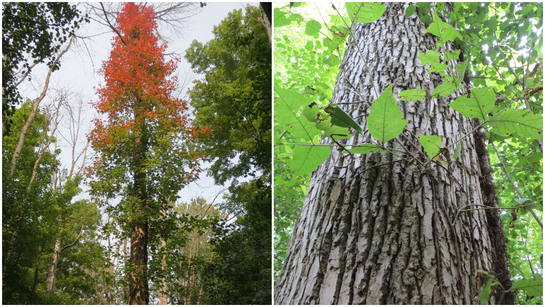 split-image-of-the-tallest-poison-ivy-plant.jpg