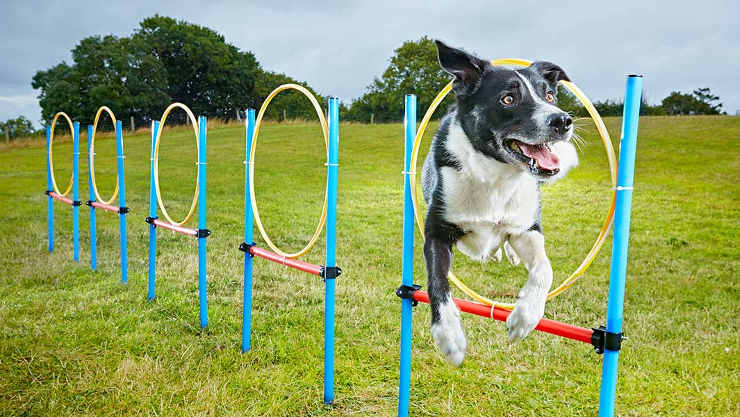 Fastest 10 hoop slalom by a dog header