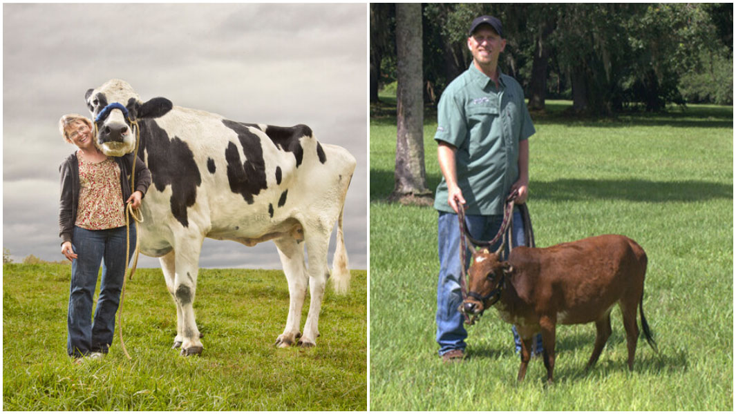 tall and short cows split image